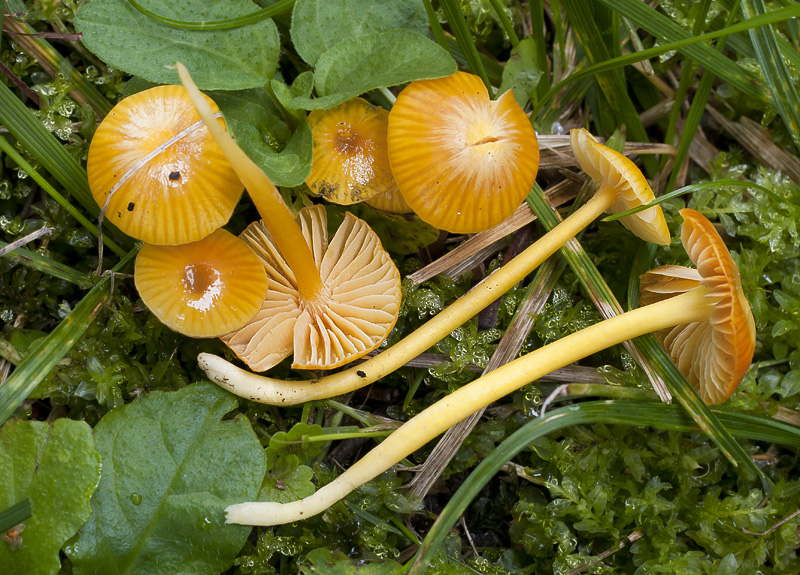 Hygrocybe glutinipes